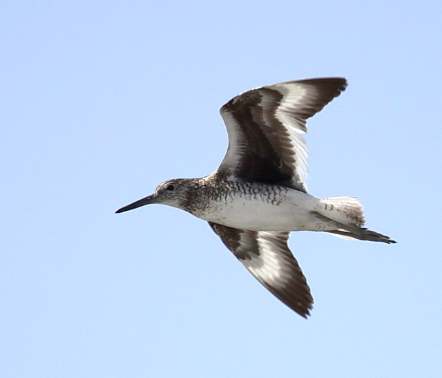 Willets